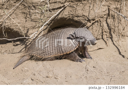 Hairy Armadillo, in desert environment,  132996184