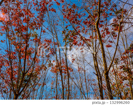 Red leaves of Para rubber trees Plantation forest in the deciduous season Red leaves of Para rubber trees Plantation forest in the deciduous season 132996260