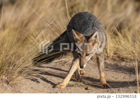 Pampas Grey fox in Pampas grass environment Pampas Grey fox in Pampas grass environment 132996318