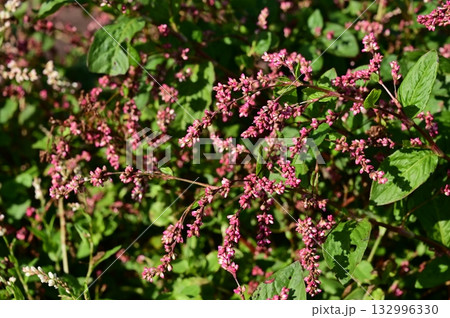 マルバアイ（タデ科）イヌタデ属 132996330