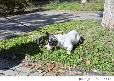 散歩拒否！！　ジャックラッセルテリア　 132996341