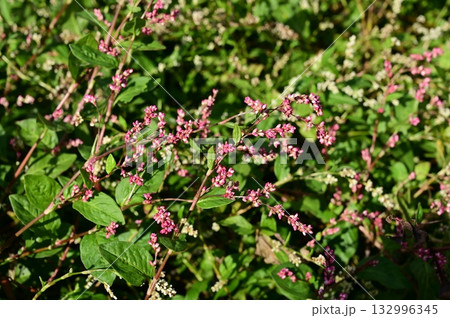 マルバアイ（タデ科）イヌタデ属 132996345