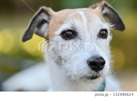 ジャックラッセルテリアのアップ　（ブロークン） 132996624