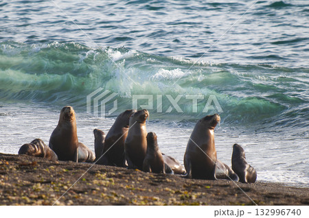 South American  Sea Lion Female,Peninsula Valdes ,Chubut,Patagonia, Argentina 132996740