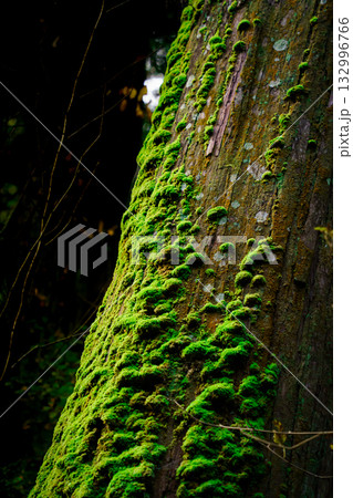 苔の生えた木 132996766