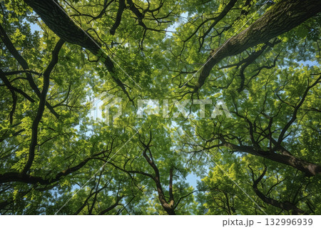 View of the sky from below, through the trees. Generative AI 132996939