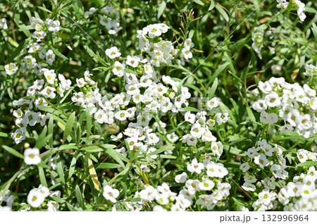 スイートアリッサム（アブラナ科）ニワナズナ属 132996964