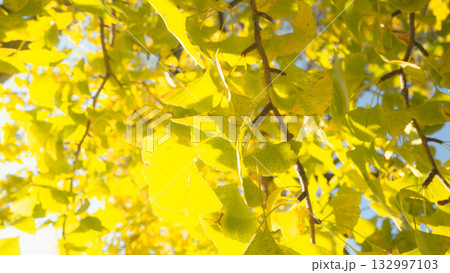 黄葉したイチョウ 132997103