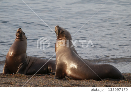 South American Sea Lion (Otaria flavescens) Female,Peninsula Valdes ,Chubut,Patagonia, Argentina South American Sea Lion (Otaria flavescens) Female,Peninsula Valdes ,Chubut,Patagonia, Argentina 132997179