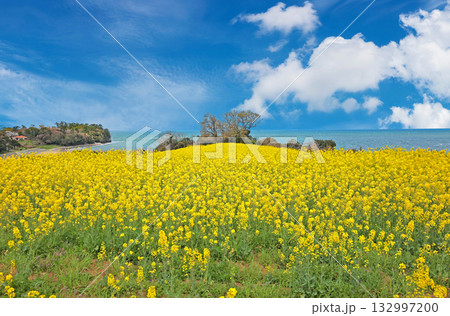長崎鼻ひまわり畑展望台の菜の花 132997200