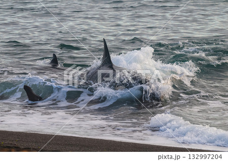 Killer whale hunting sea lions on the paragonian coast, Patagonia, Argentina Killer whale hunting sea lions on the paragonian coast, Patagonia, Argentina 132997204