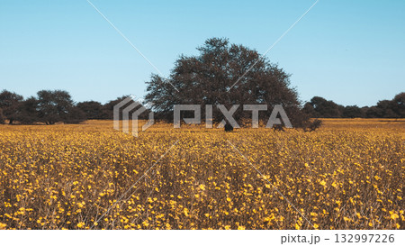 Flowered field in the Pampas Plain, La Pampa Province, Patagonia, Argentina. Flowered field in the Pampas Plain, La Pampa Province, Patagonia, Argentina. 132997226