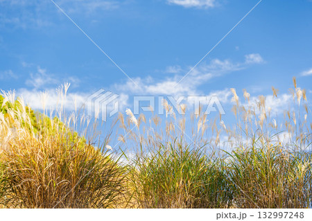秋のいずみ湖の自然風景 132997248