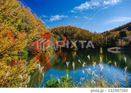 いずみ湖の紅葉とすすき いずみ湖の紅葉とすすき 132997260