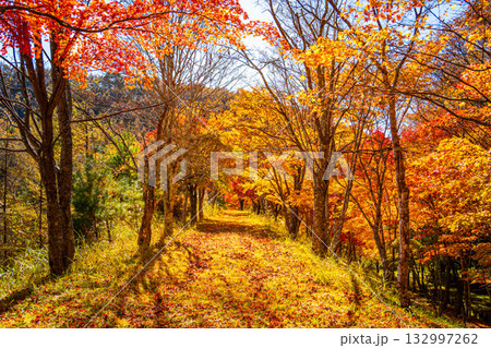 紅葉のトンネル いずみ湖 紅葉のトンネル いずみ湖 132997262