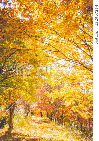 紅葉のトンネル　いずみ湖 132997264