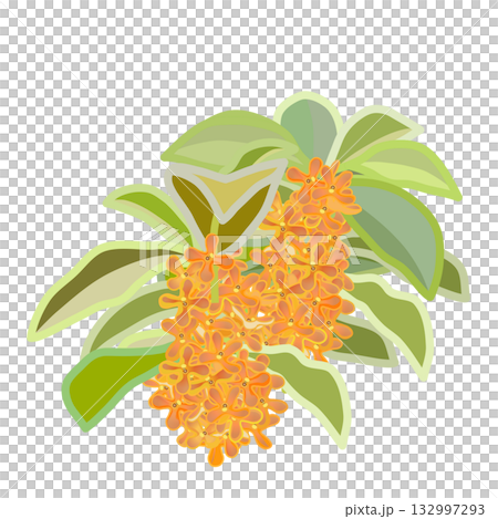 Two Osmanthus twigs Two Osmanthus twigs 132997293
