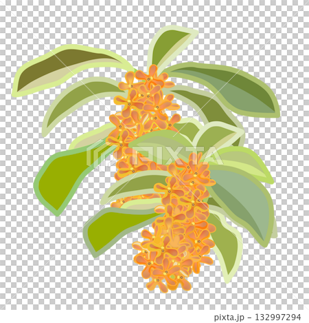 Two Osmanthus twigs Two Osmanthus twigs 132997294