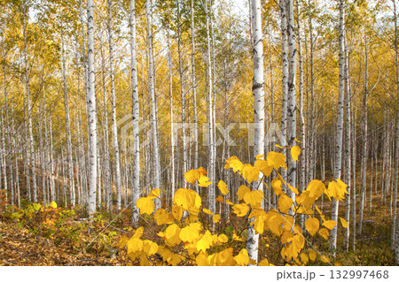 Inje-gun's birch forest colored with autumn leaves 132997468
