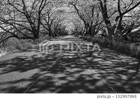 木々のトンネルに続く影と光の道【モノクローム】 木々のトンネルに続く影と光の道【モノクローム】 132997868