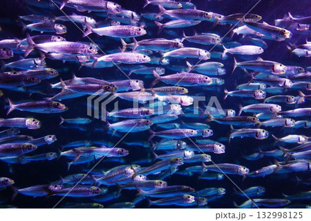 イワシのパフォーマンス 132998125