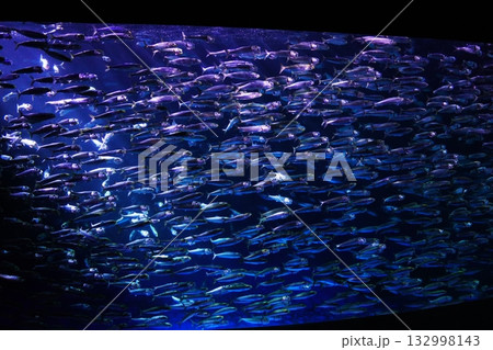 イワシのパフォーマンス 132998143