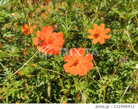 蜜蜂と美しく咲くキバナコスモス 蜜蜂と美しく咲くキバナコスモス 132998412