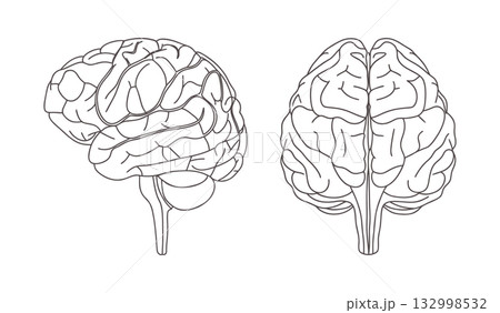 Human brain anatomy. Front and side views. Outline illustration. 132998532
