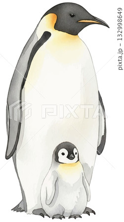 コウテイペンギンの親子 132998649