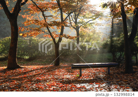 the sun's rays shining through the tree branches in the park the sun's rays shining through the tree branches in the park 132998814