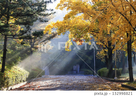the sun's rays shining through the tree branches in the park 132998821