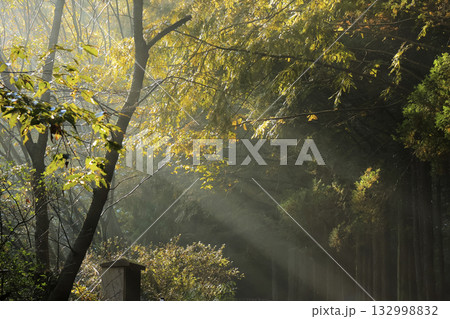 the sun's rays shining through the tree branches in the park 132998832