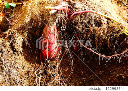 さつまいも　紅はるか　芋掘り　 132998844