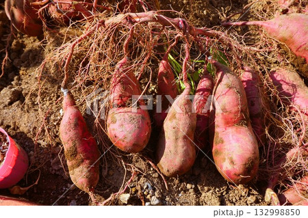 さつまいも 紅はるか 芋掘り さつまいも 紅はるか 芋掘り 132998850