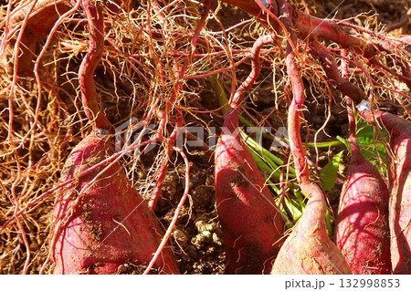 さつまいも 紅はるか 芋掘り さつまいも 紅はるか 芋掘り 132998853