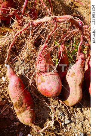 さつまいも　紅はるか　芋掘り　 132998854