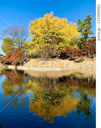 秋の水鏡(青空に映える大銀杏の黄葉)〈岡崎城公園(龍城堀)/愛知県岡崎市〉 132999002