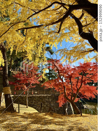 秋晴れの青空に映える紅葉・黄葉〈岡崎城公園(龍城堀)/愛知県岡崎市〉 132999090