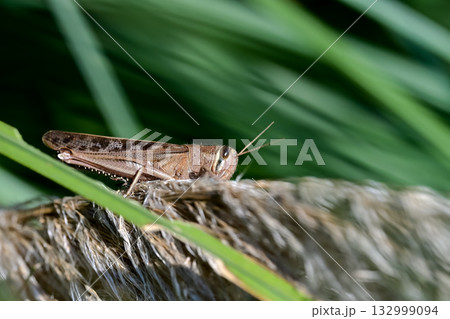 ツチイナゴ 132999094