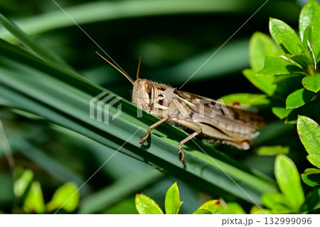 ツチイナゴ 132999096