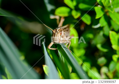 ツチイナゴ 132999097