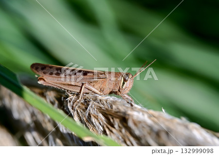 ツチイナゴ ツチイナゴ 132999098
