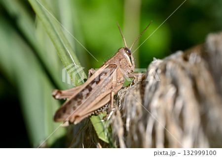 ツチイナゴ 132999100