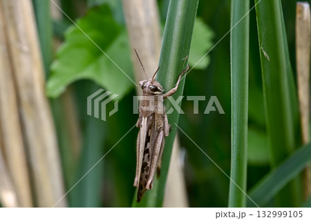 ツチイナゴ 132999105