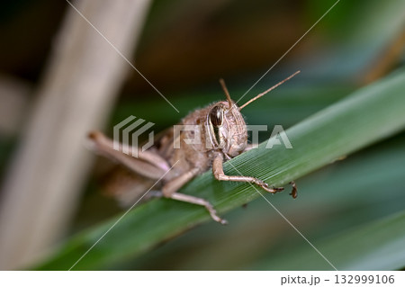 ツチイナゴ 132999106