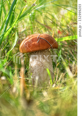Edible Wild Orange Birch Bolete Mushroom (Leccinum versipelle) Growing in Grass. A vibrant, close-up view of a single wild orange birch bolete mushroom (Leccinum versipelle or similar species) Edible Wild Orange Birch Bolete Mushroom (Leccinum versipelle) Growing in Grass. A vibrant, close-up view of a single wild orange birch bolete mushroom (Leccinum versipelle or similar species) 132999203