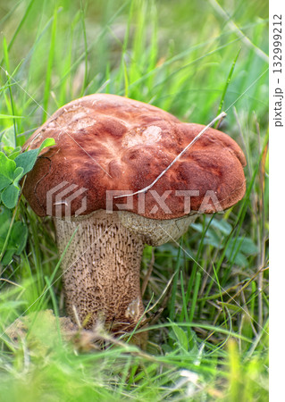 Edible Wild Birch Bolete Mushroom (Leccinum scabrum) Growing in Grass. A close-up view of a wild birch bolete mushroom emerging from tall green grass and moss on the forest floor. Edible Wild Birch Bolete Mushroom (Leccinum scabrum) Growing in Grass. A close-up view of a wild birch bolete mushroom emerging from tall green grass and moss on the forest floor. 132999212