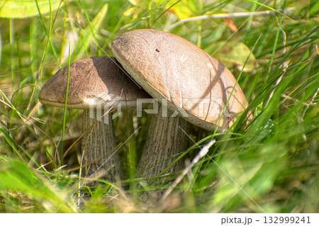 Edible Wild Birch Bolete Mushrooms (Leccinum scabrum) Growing in Grass. A macro shot capturing pair of fresh, wild birch bolete mushrooms emerging from tall green grass and moss on the forest floor. 132999241