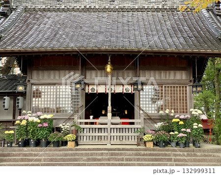 満開の菊の鉢植え(「三河の菊まつり菊花展」出展作品)に彩られた拝殿〈菅生神社/愛知県岡崎市〉 132999311