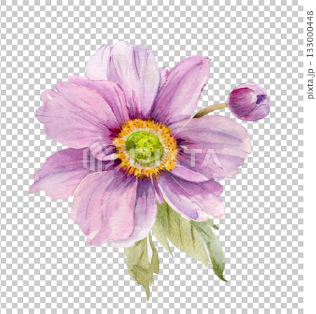 Pink dahlia flower on white background, hand drawn watercolor illustration 133000448